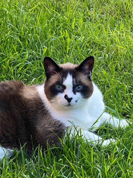 2021 Santa Fe New Mexican Pet Calendar 360 Photo Contest